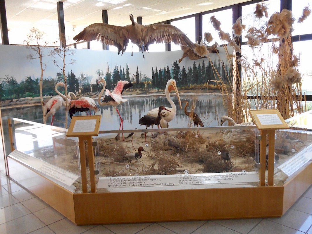 Municipal Museum of Natural History